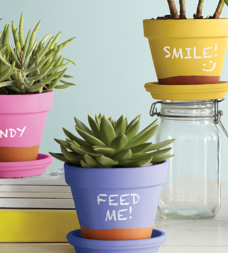 Assorment of plants and pots painted with Chalk Finish paint